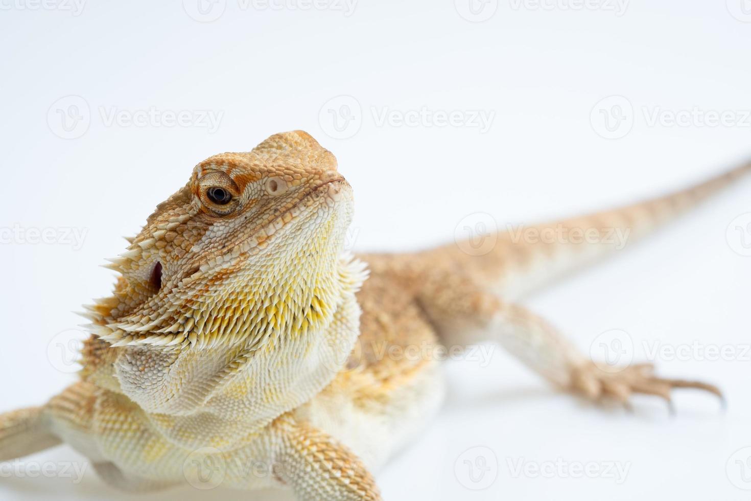 dragón barbudo sobre fondo blanco foto