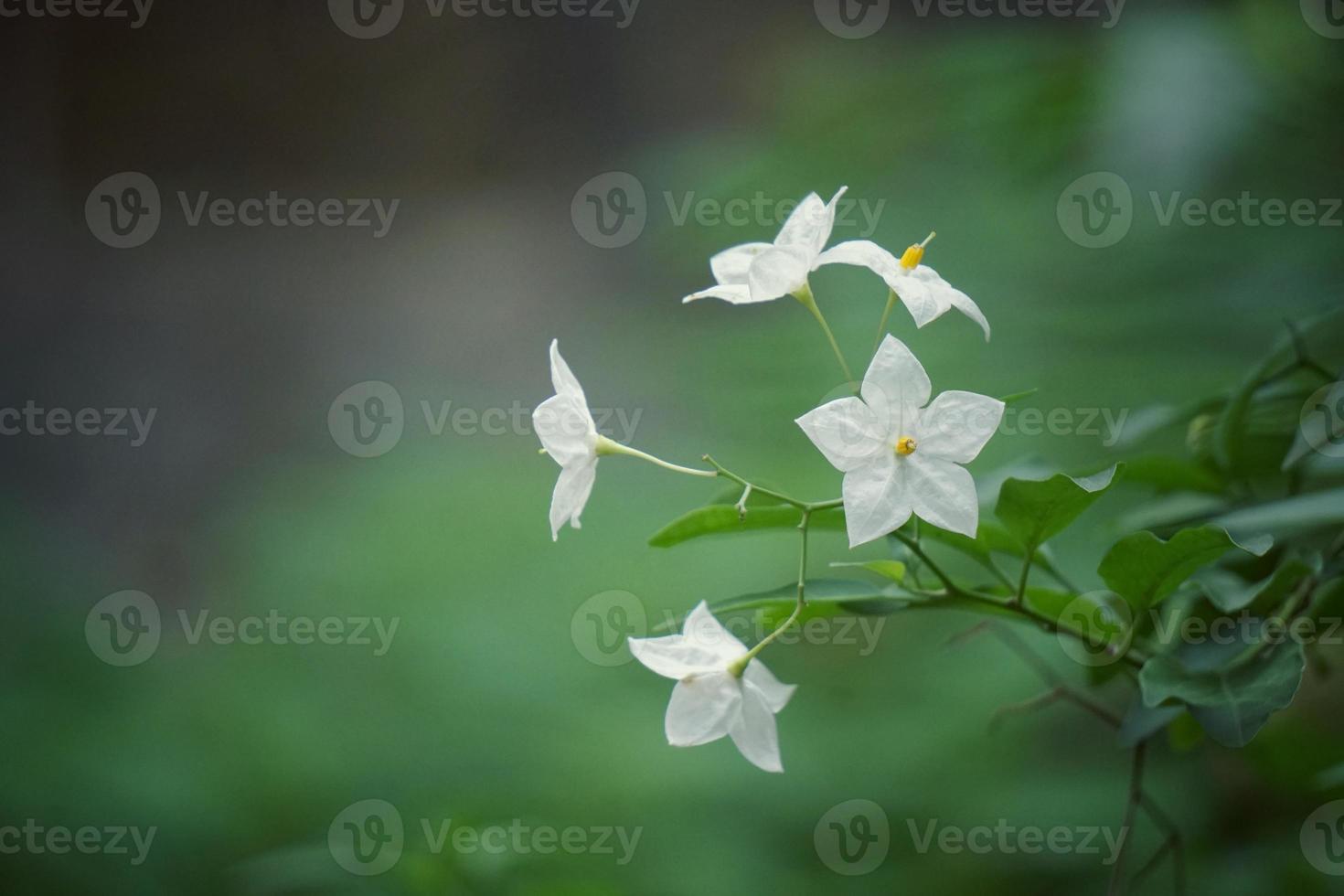 Romantic white flower in springtime photo