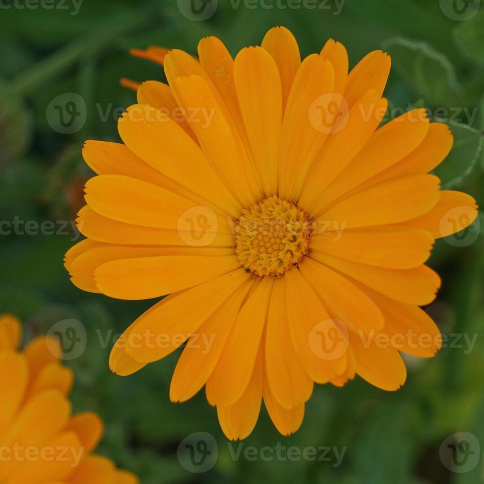 beautiful orange flower in the garden in spring season photo