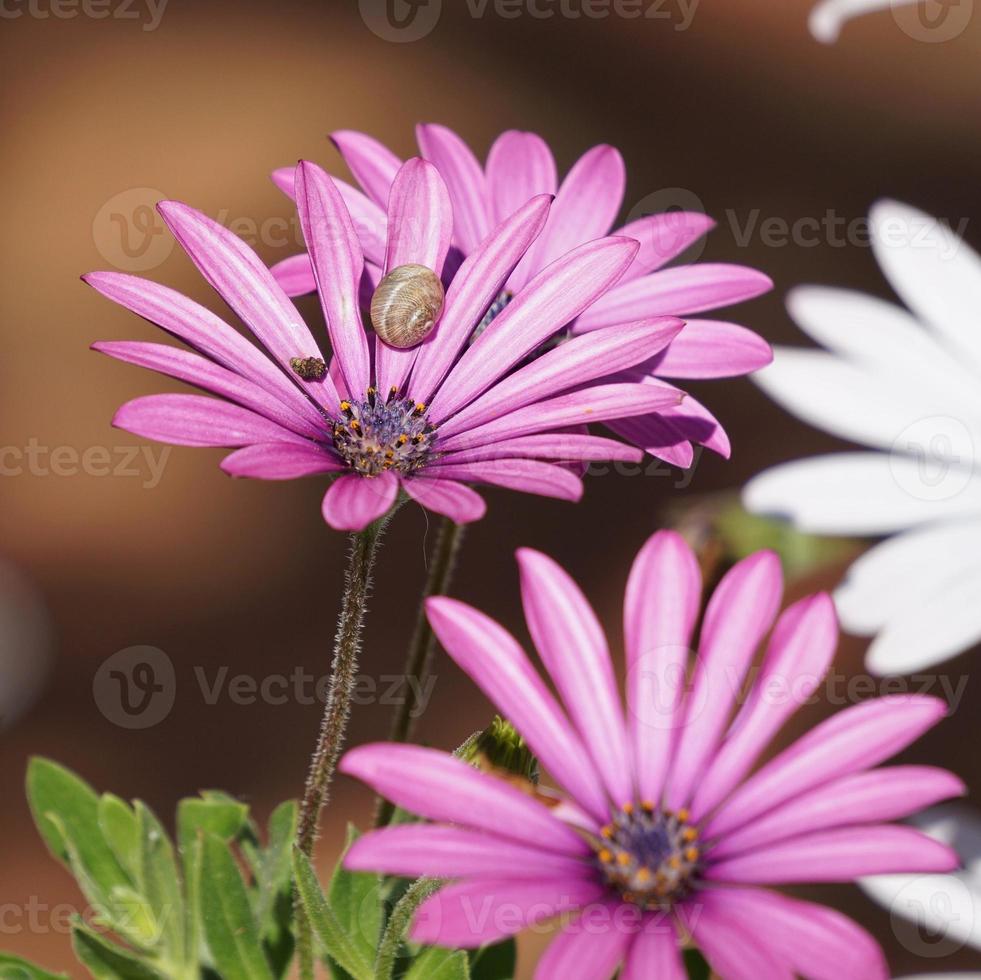 Romantic pink flowers in springtime photo