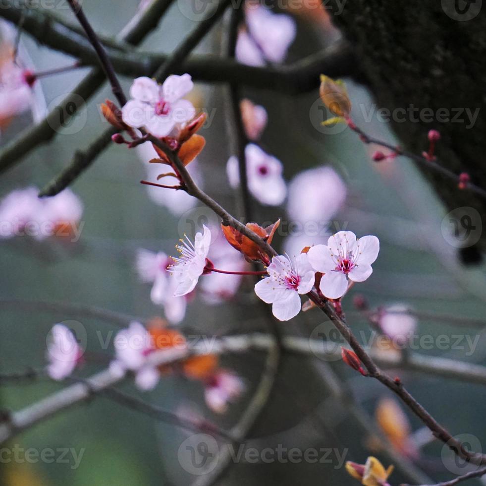 Romantic pink flowers in springtime photo