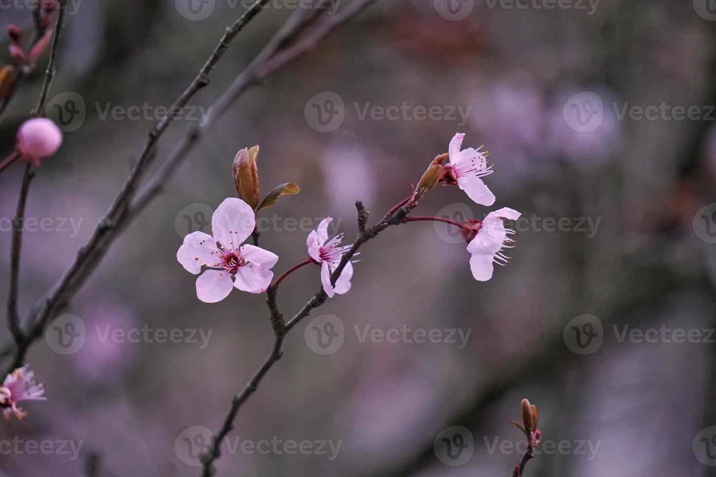 Romantic pink flowers in springtime photo