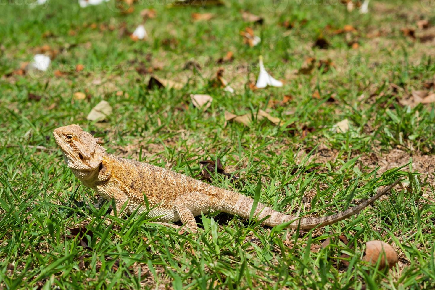 Bearded dragon on the ground with blurred background photo