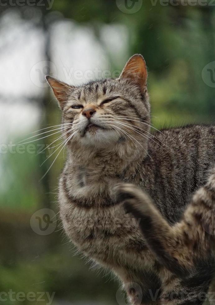 Beautiful stray cat portrait photo