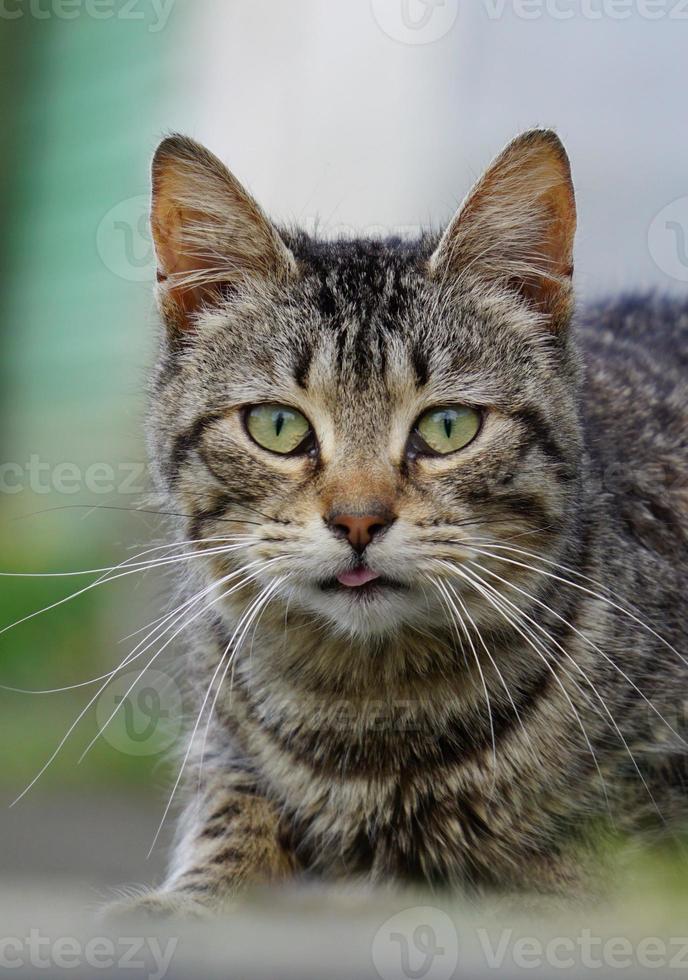 Beautiful stray cat portrait photo