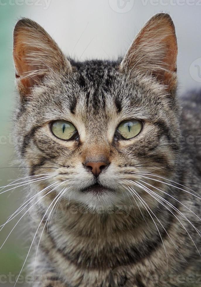 Beautiful stray cat portrait photo