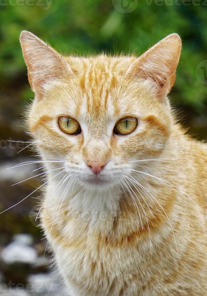 Beautiful stray cat portrait photo