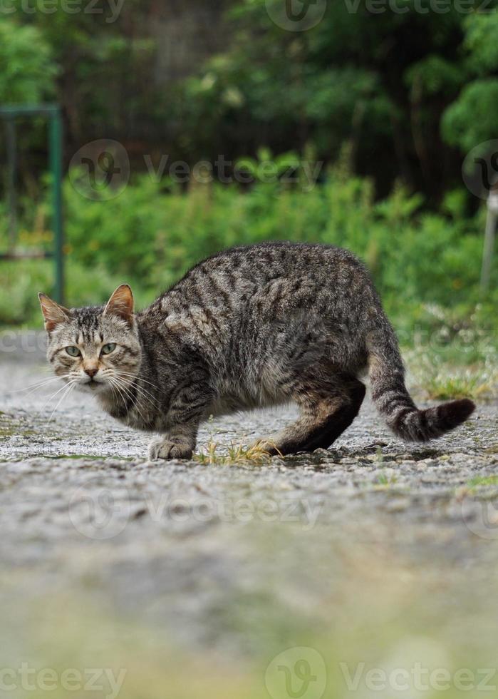 Beautiful stray cat portrait photo