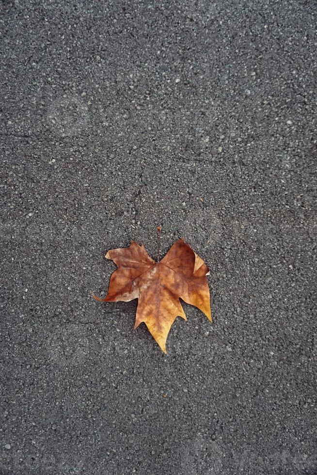 Dry leaf on the ground in autumn season photo