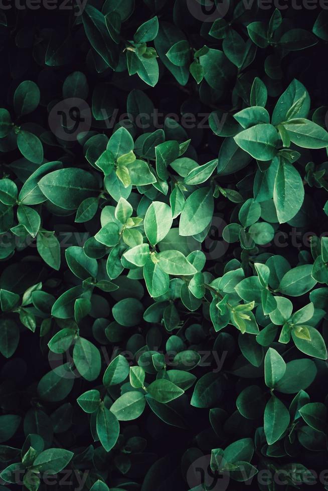Green plant leaves in the nature in springtime photo
