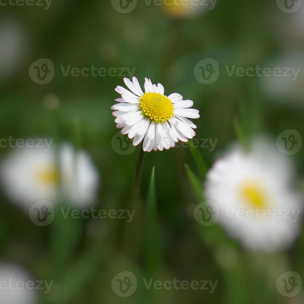 flor de margarita blanca romántica en el jardín en primavera foto