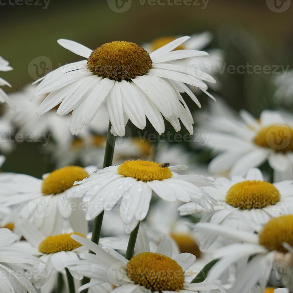 Romantic white daisy flower in the garden in spring season photo