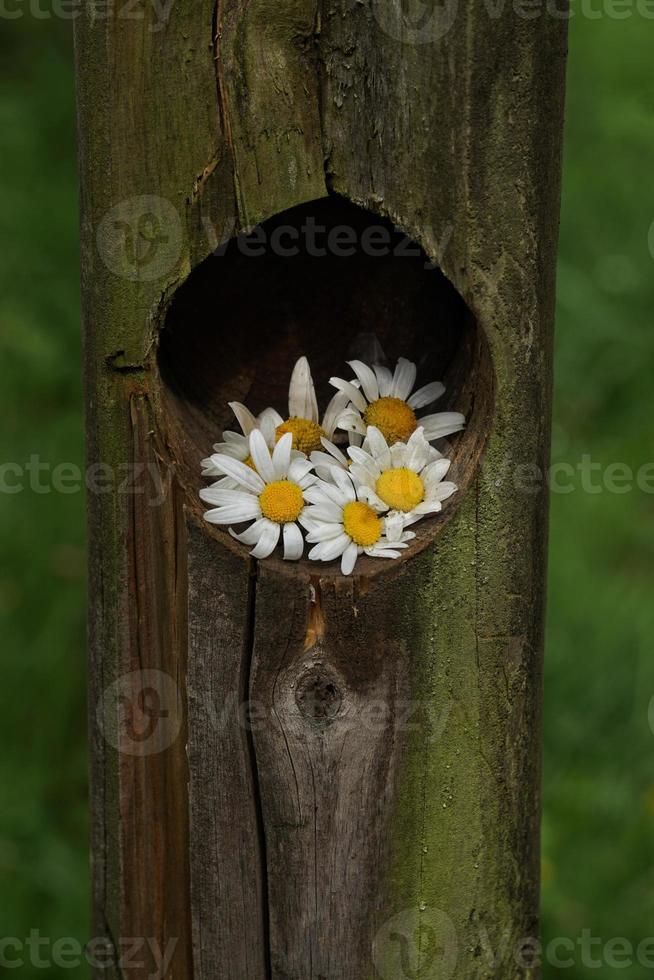 Romantic white daisy flower in the garden in spring season photo