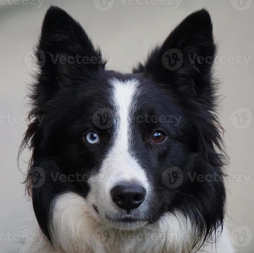 Black and white dog portrait photo