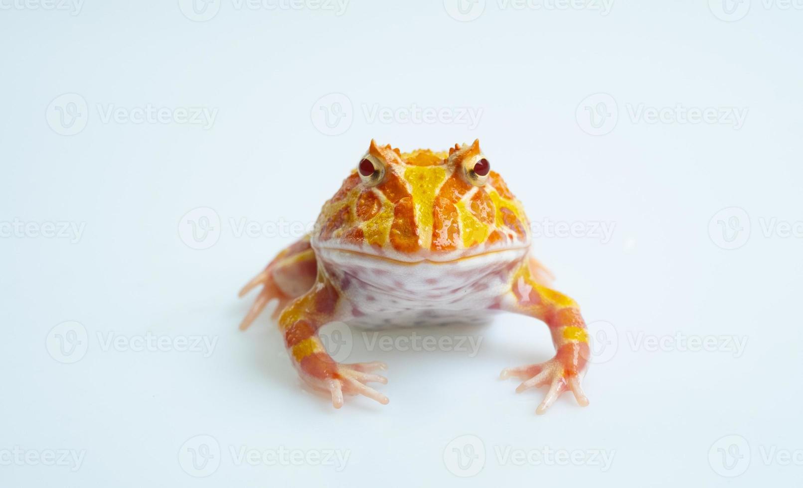 Closeup Argentine Horned Frog on white background photo