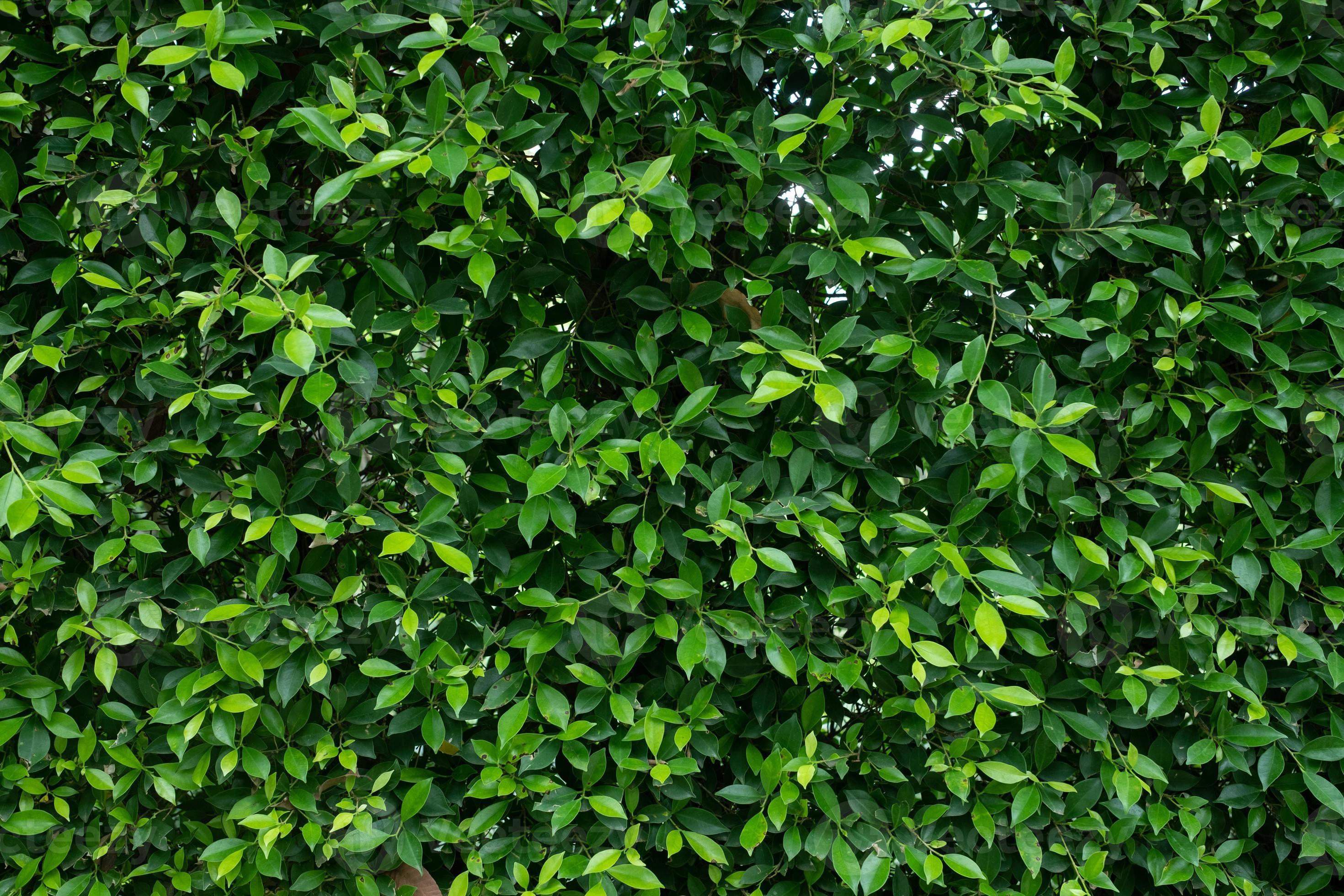 Green leaves pattern background natural background and wallpaper Nature  of green leaf in garden at summer Natural green leaves plants using as  spring background Vertical Selective focus Photos  Adobe Stock