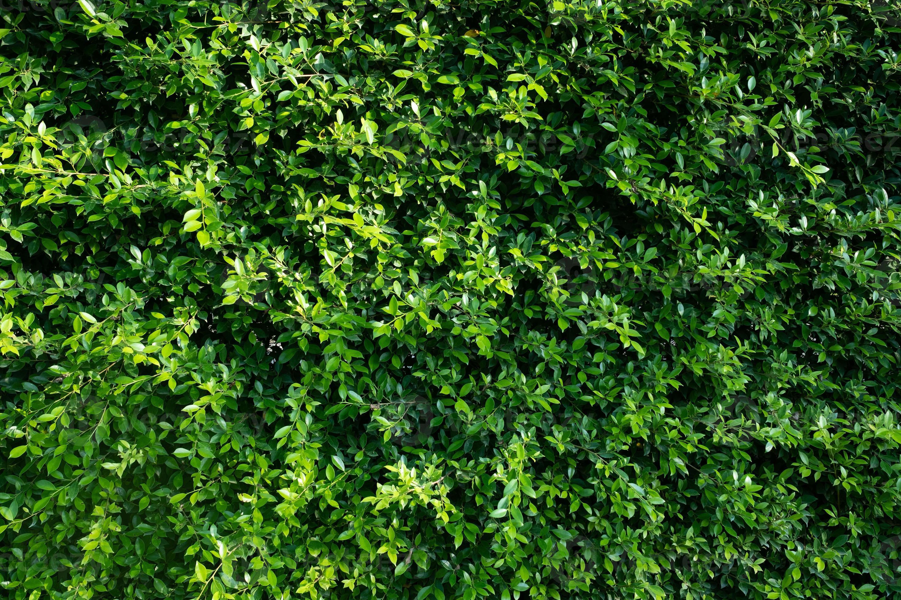 Green leaves wall background, leaf wall nature background 2741595 Stock ...