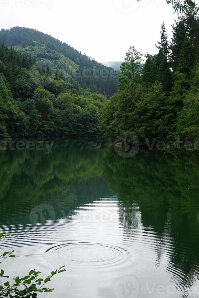 arboles en la montaña foto