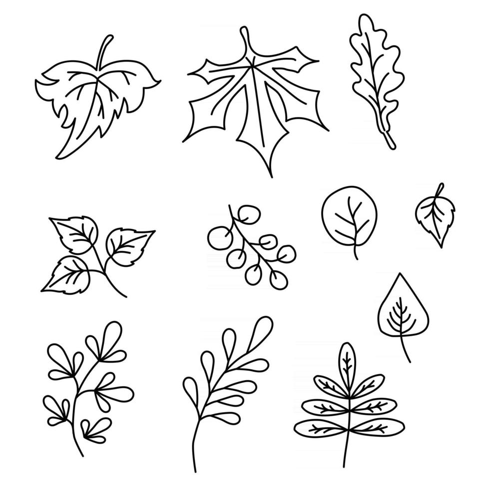 Set of elements for the autumn season. Black contour drawings of various leaves. Use for fall design and decoration. Vector. All elements are isolated on white background vector
