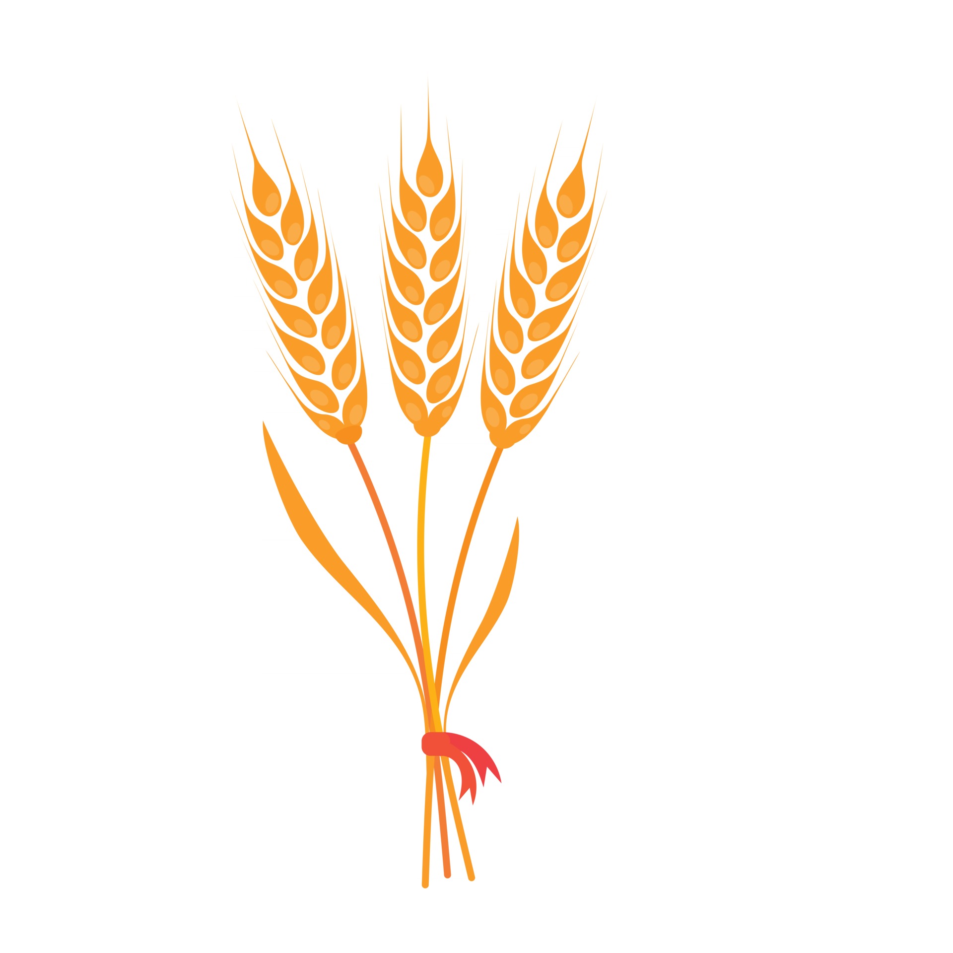 conjunto vectorial de ramos de trigo, flores secas, centeno