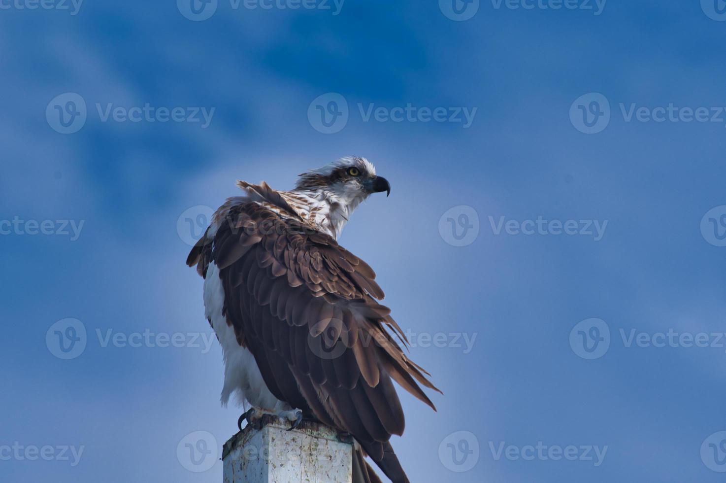 Eastern Osprey Pandion cristatus Urangan Pier photo