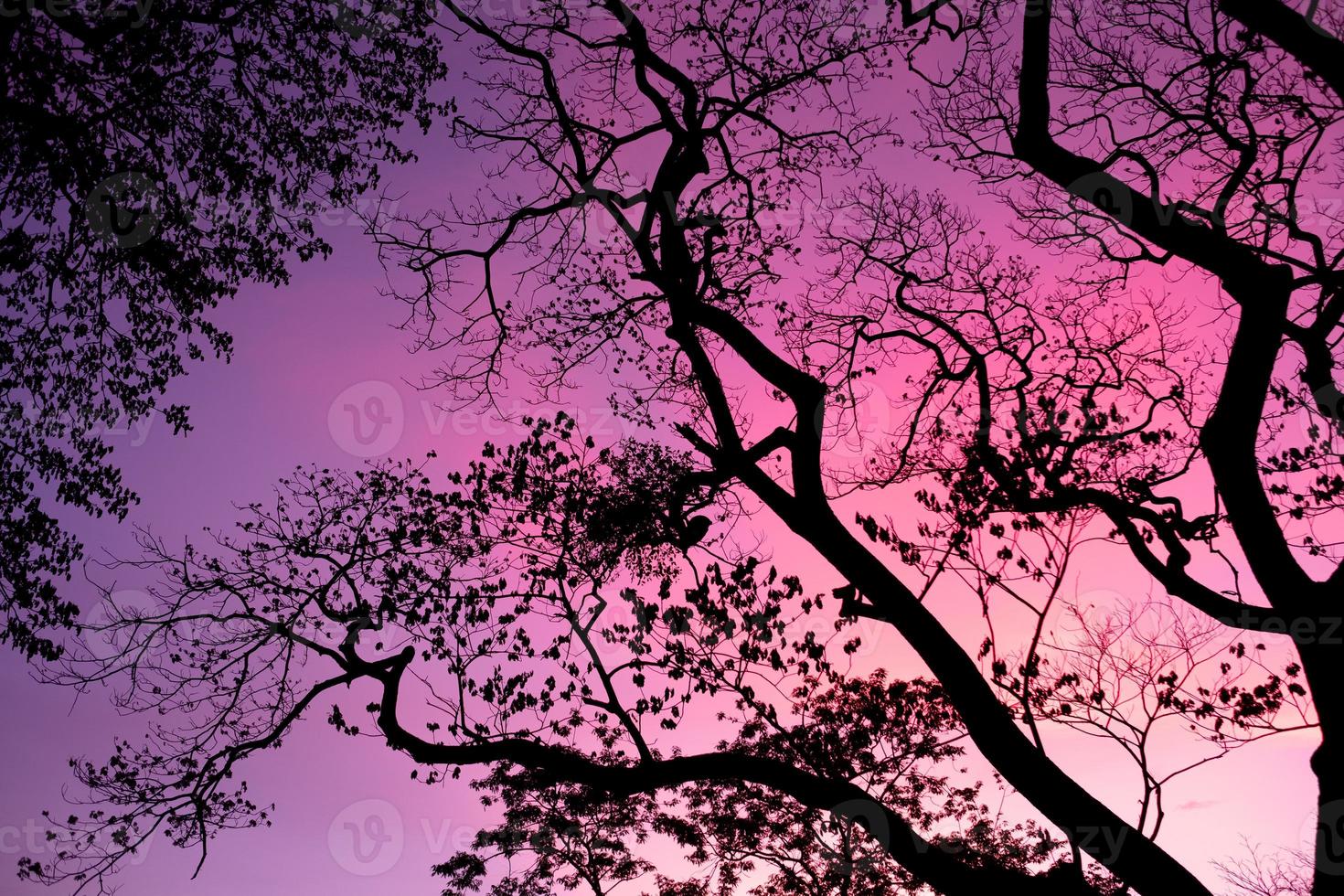 silueta de árboles con fondo de cielo hermoso, bosque foto