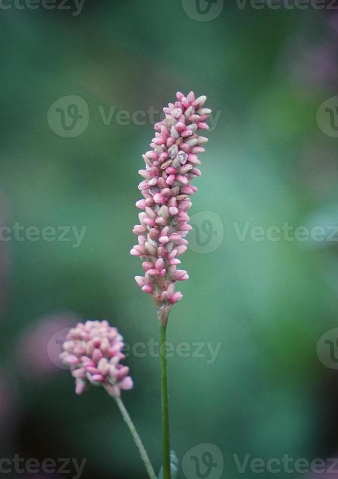 flores rosadas románticas en primavera foto