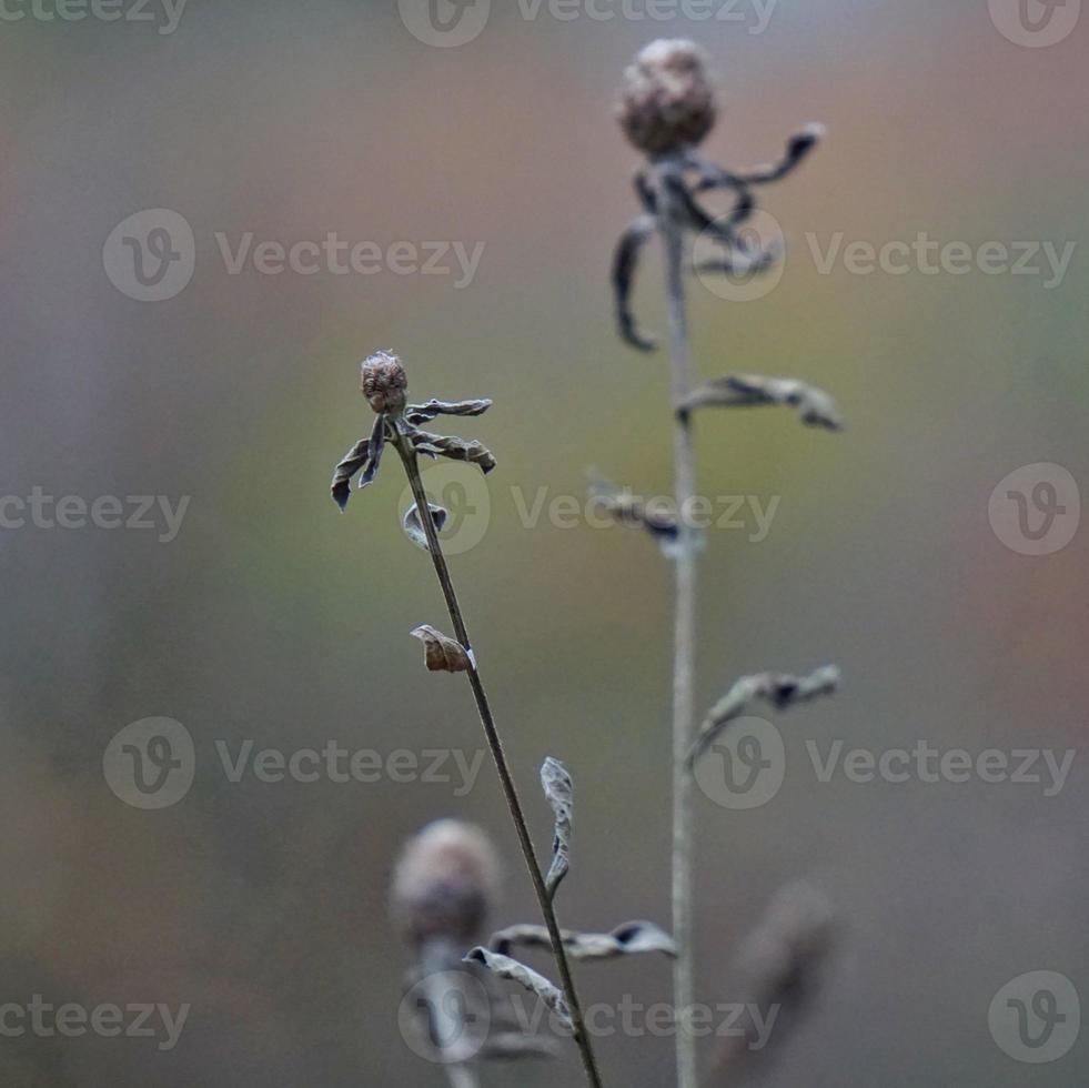 Dry flower plants in the nature in autumn season photo