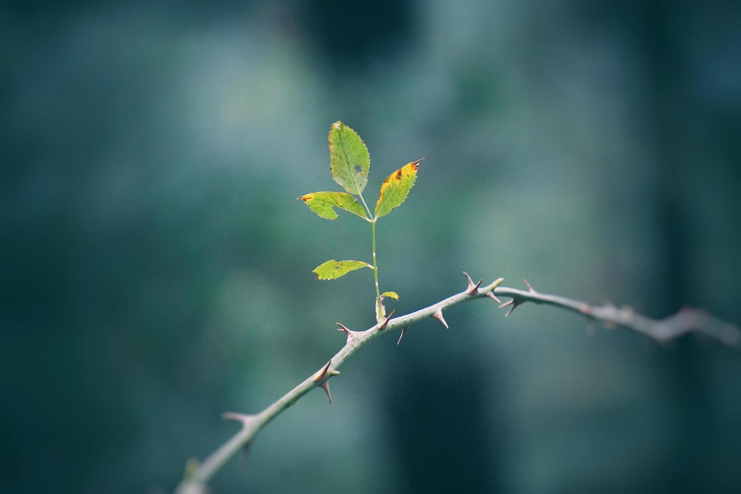 brotes y ramas en la temporada de primavera. foto