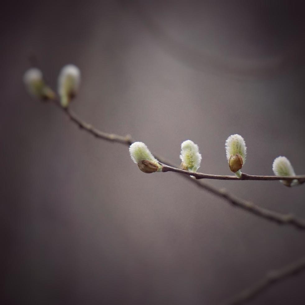 Sprout and branches in spring season photo