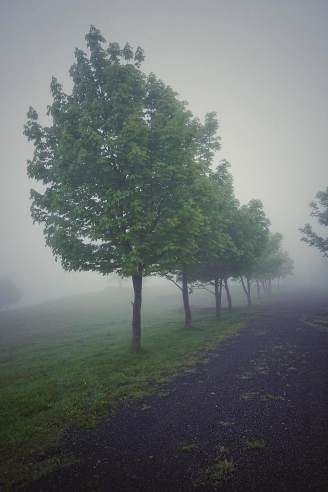 Trees in the mountain photo