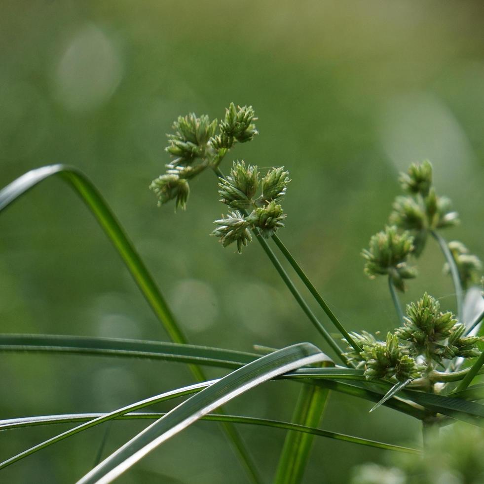 Green plant leaves in spring season green background photo