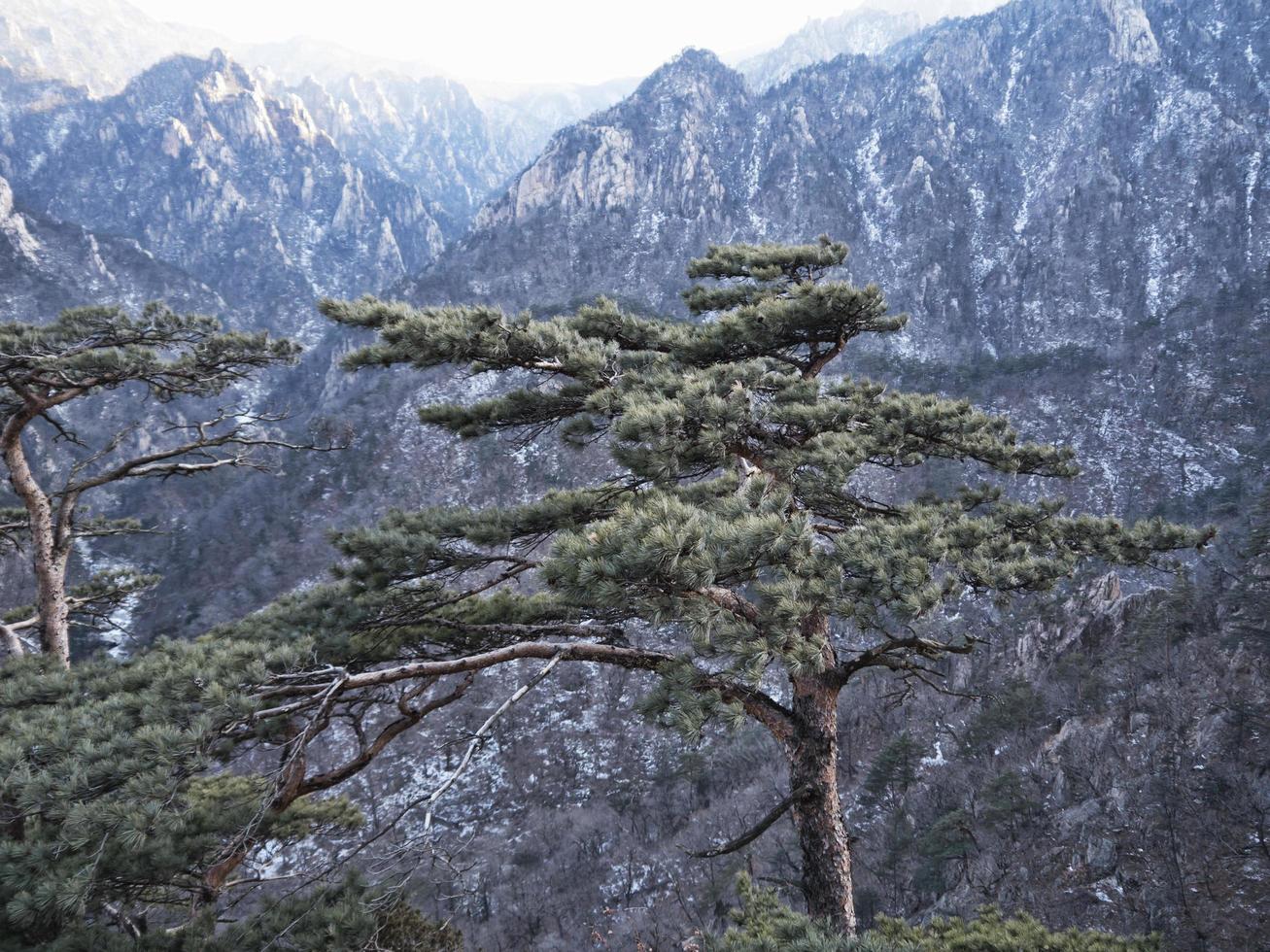 Mountain pine tree on the peak of Seoraksan mountains photo