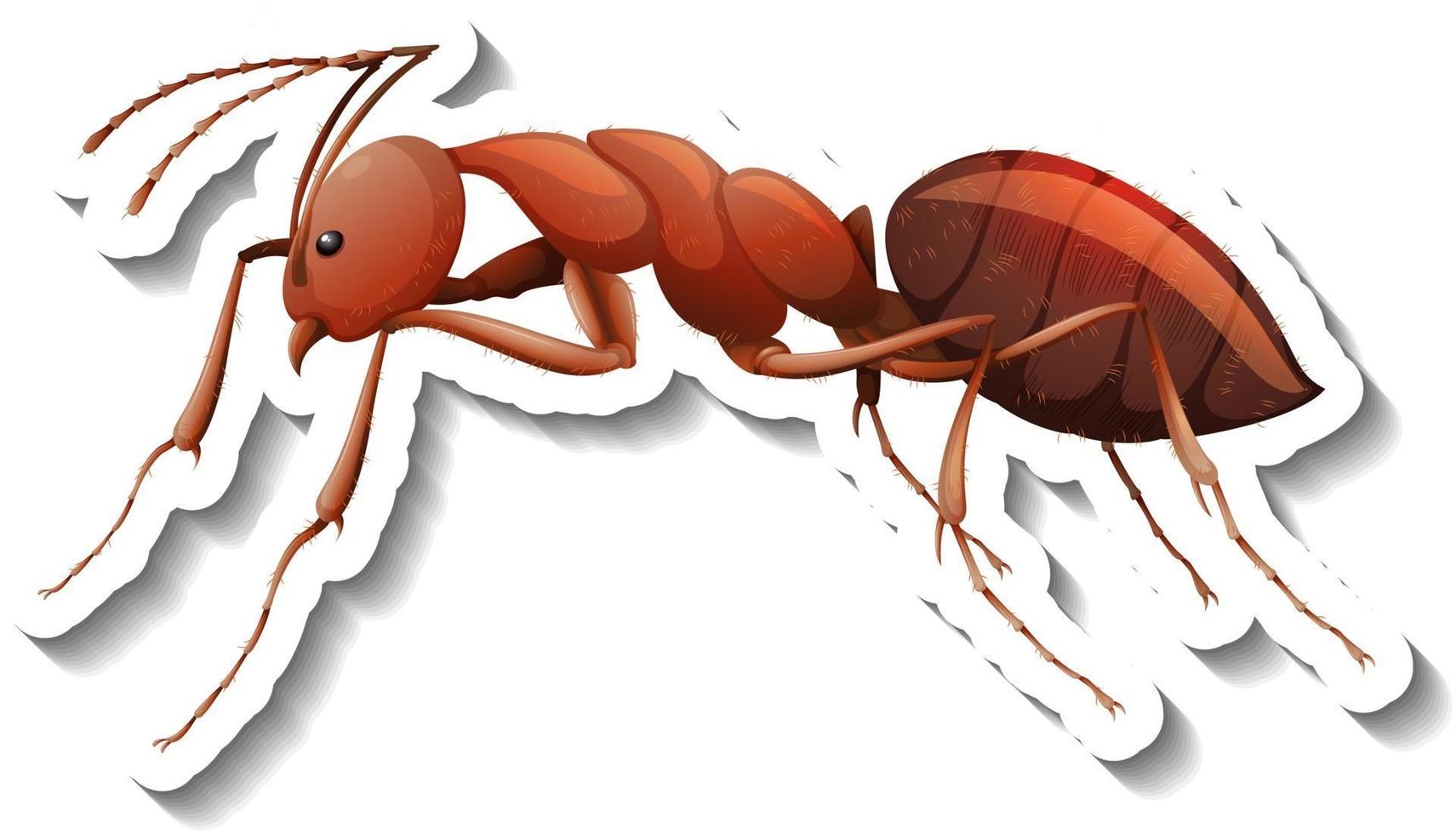 A sticker template with close up of red ant isolated vector