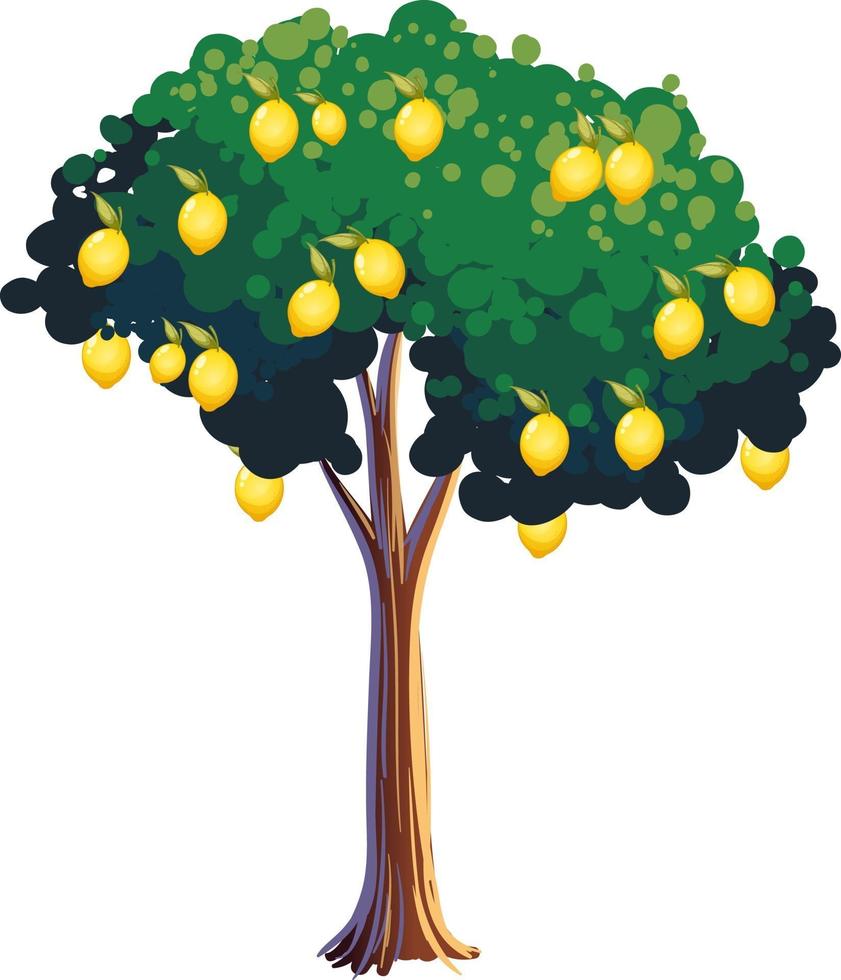 Lemon tree isolated on white background vector