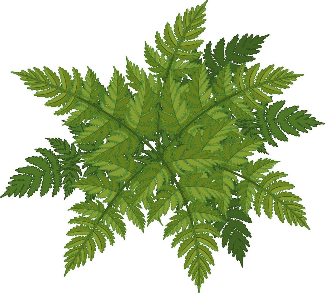 Fern leaves cartoon style isolated vector