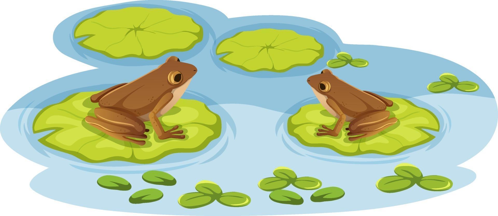 dos ranas en hojas de loto en el agua vector