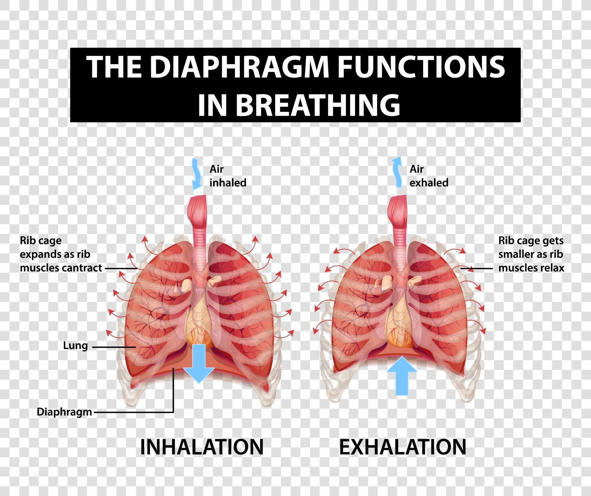 Diagram showing diaphragm functions in breathing 2747522 Vector Art at