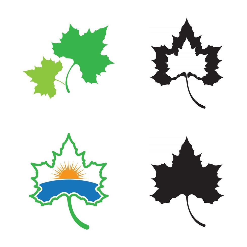 Maple leaf vector illustration