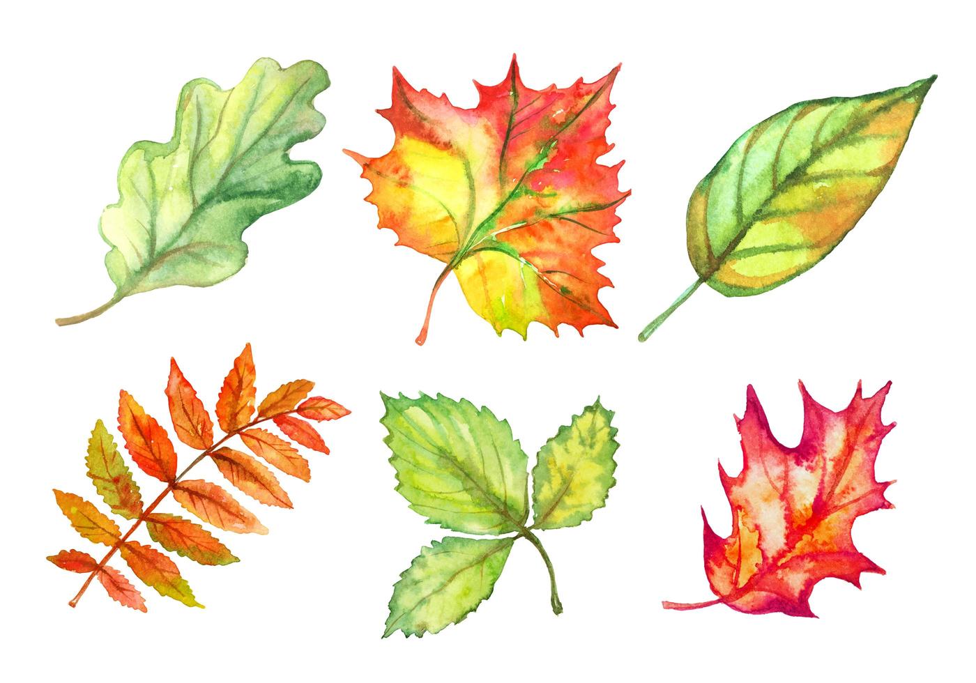 conjunto de hojas de otoño acuarelas. vector