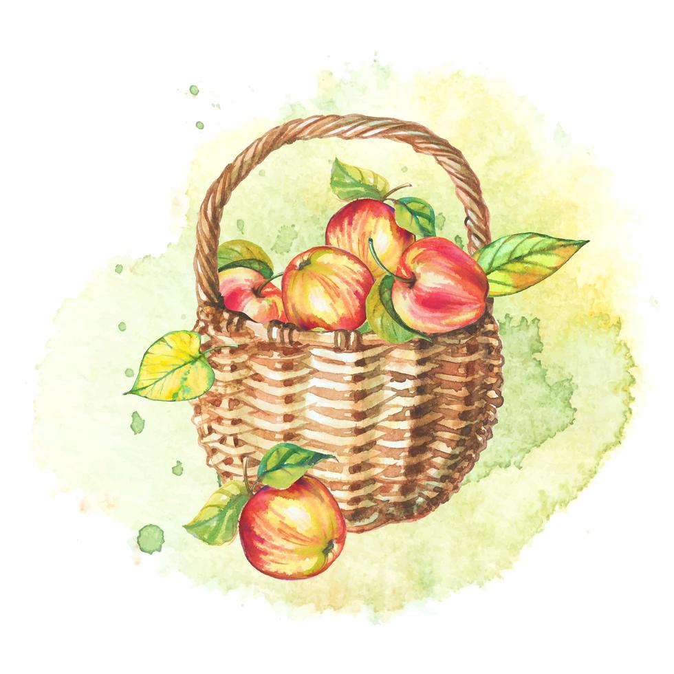 Autumn watercolor still life. Basket of apples. Vector