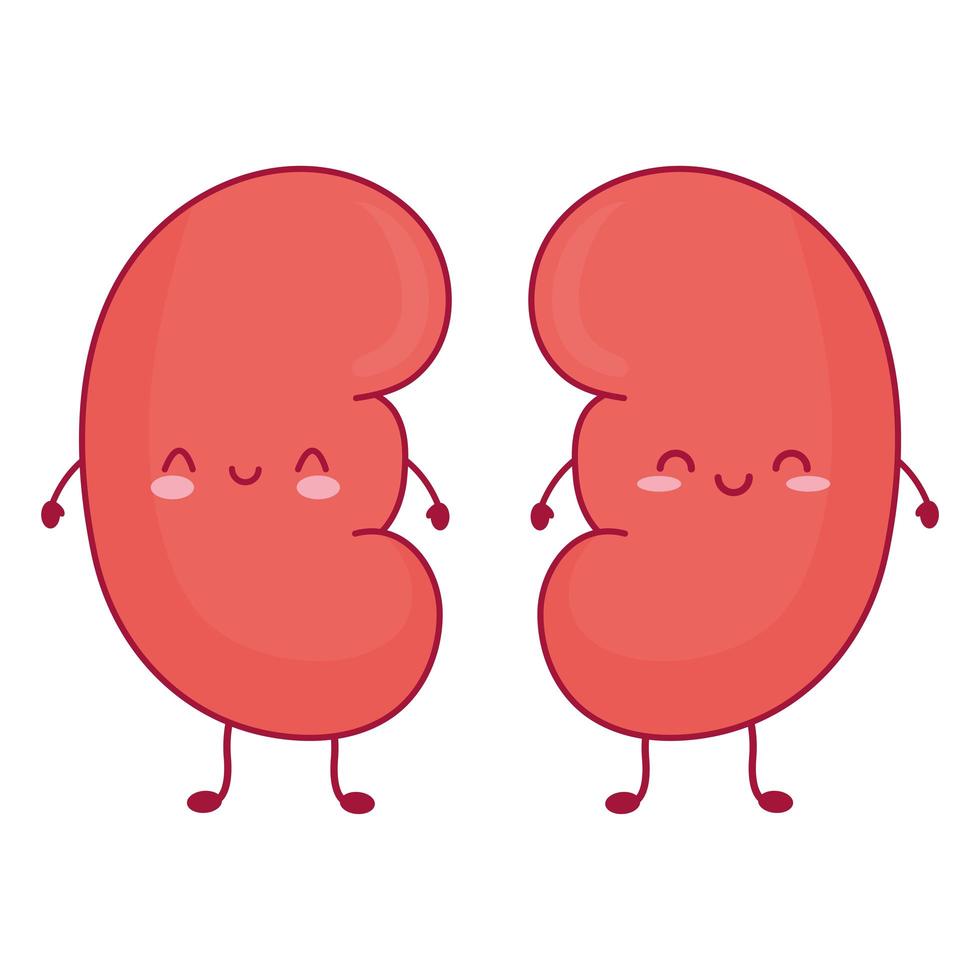 cute kidneys icons vector