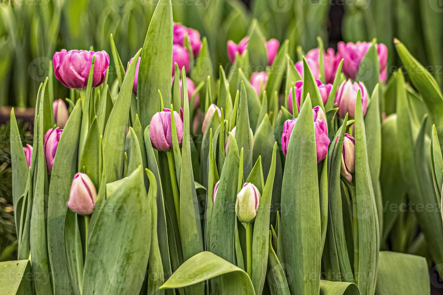 tulipanes rosados en una cama de flores en el jardín foto