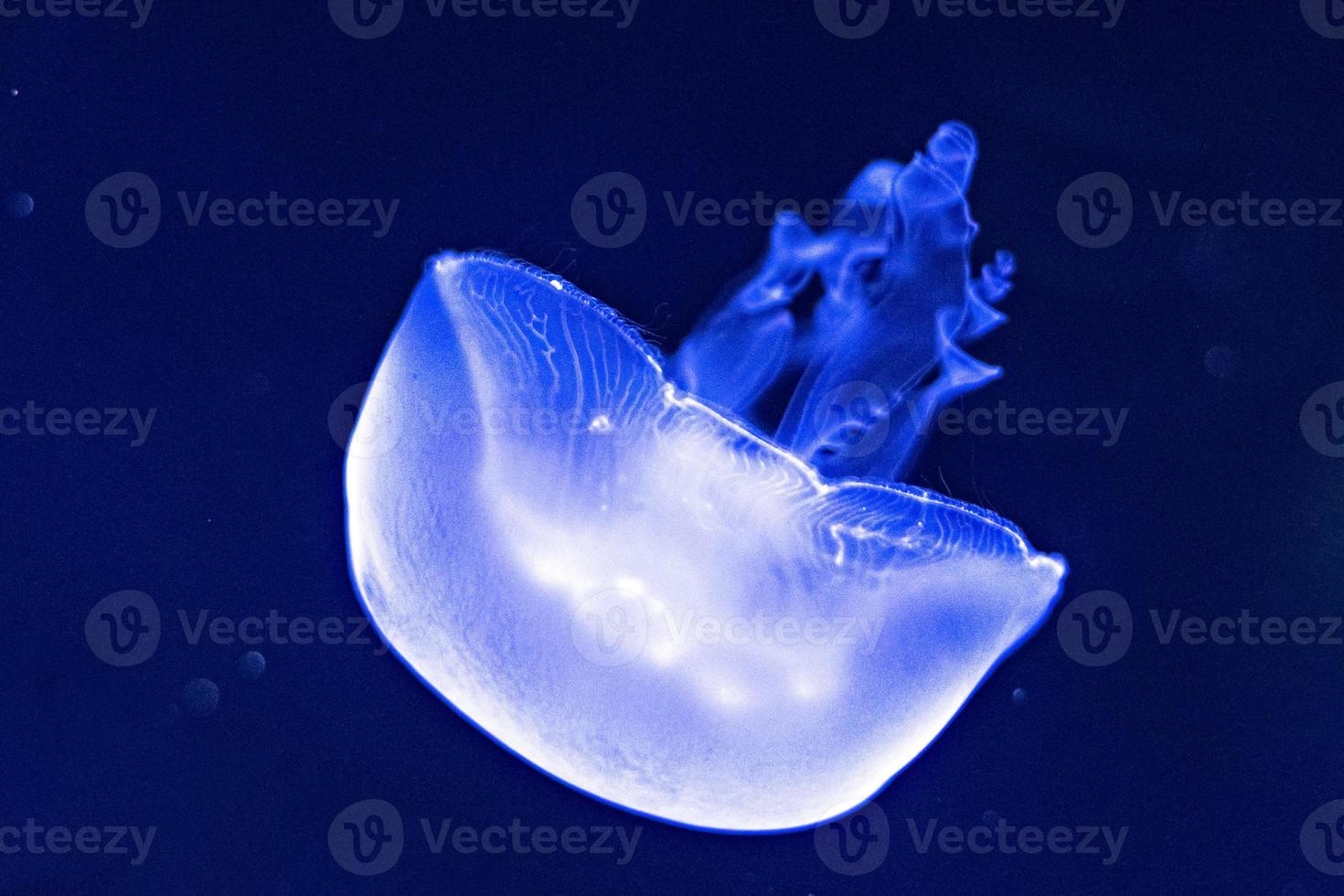 Background of beautiful blue neon jellyfish photo