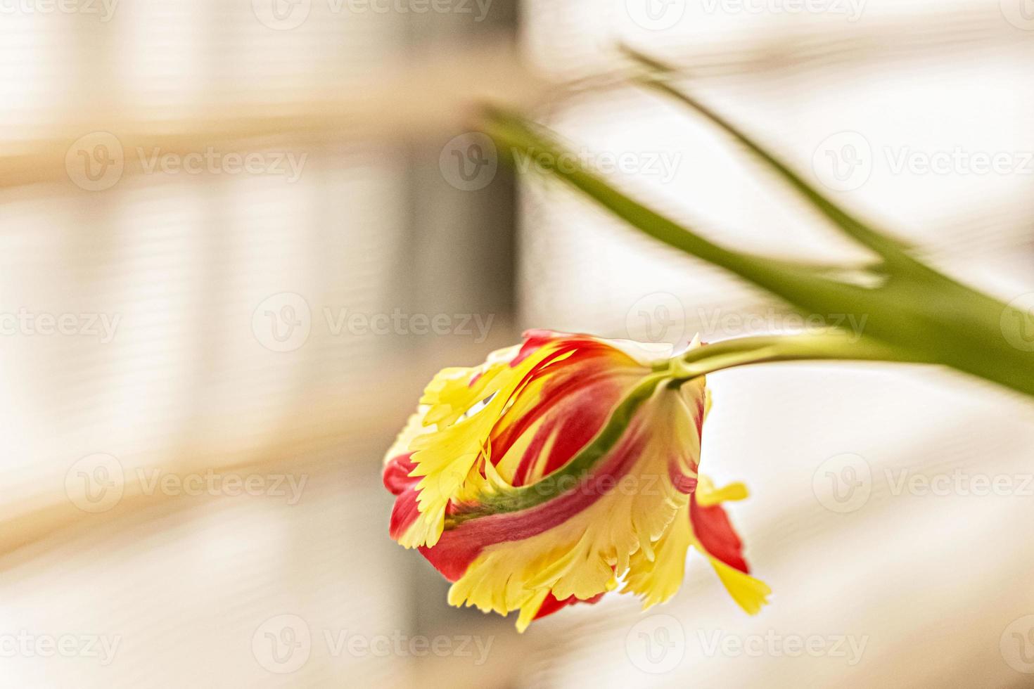 Yellow-red tulip in a vase in the garden photo