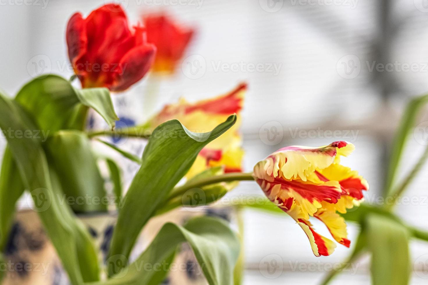 Tulipán amarillo-rojo en un jarrón en el jardín foto