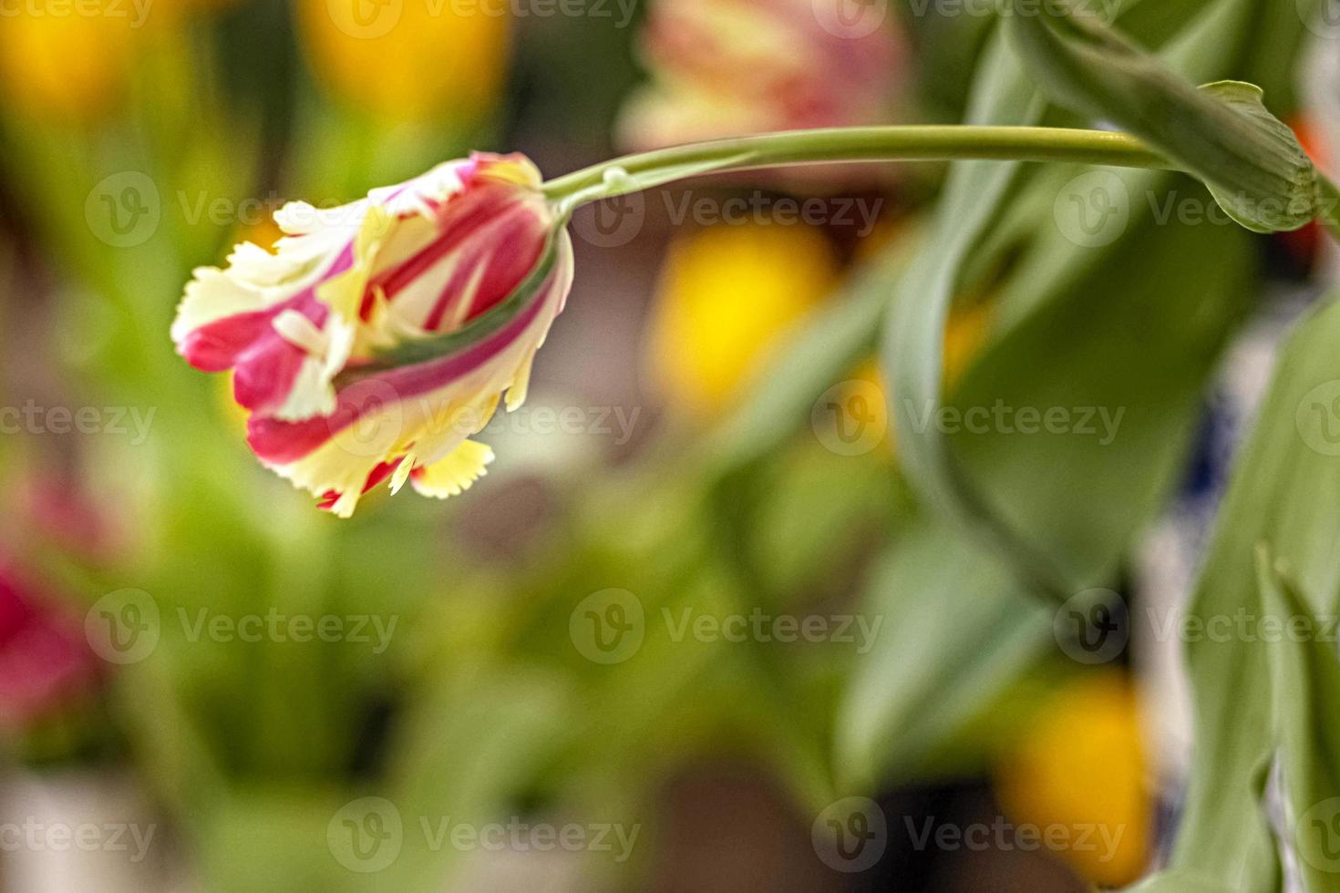 Tulipán amarillo-rojo en un jarrón en el jardín foto