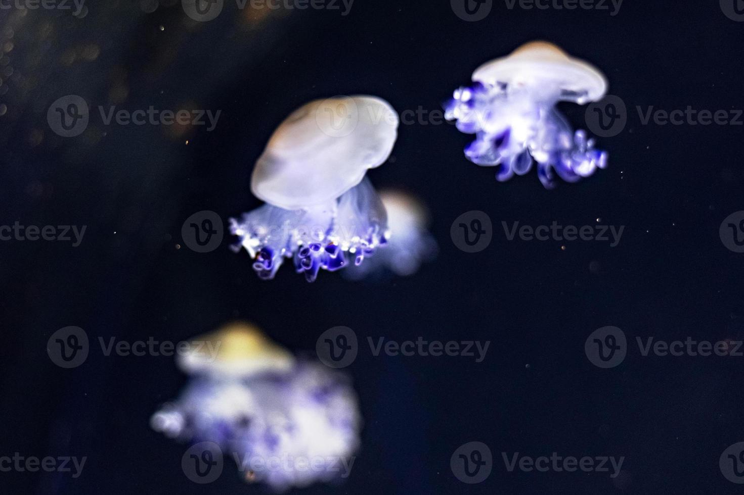 fondo de hermosas medusas de neón azul foto