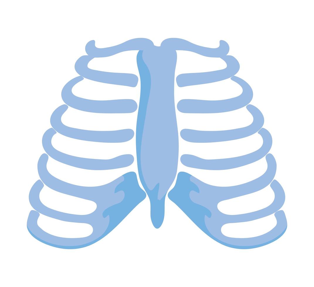 normal ribs joints vector