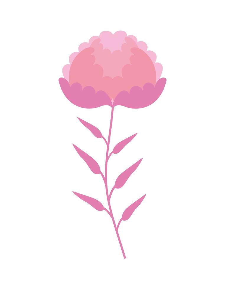 pink rose isolated vector